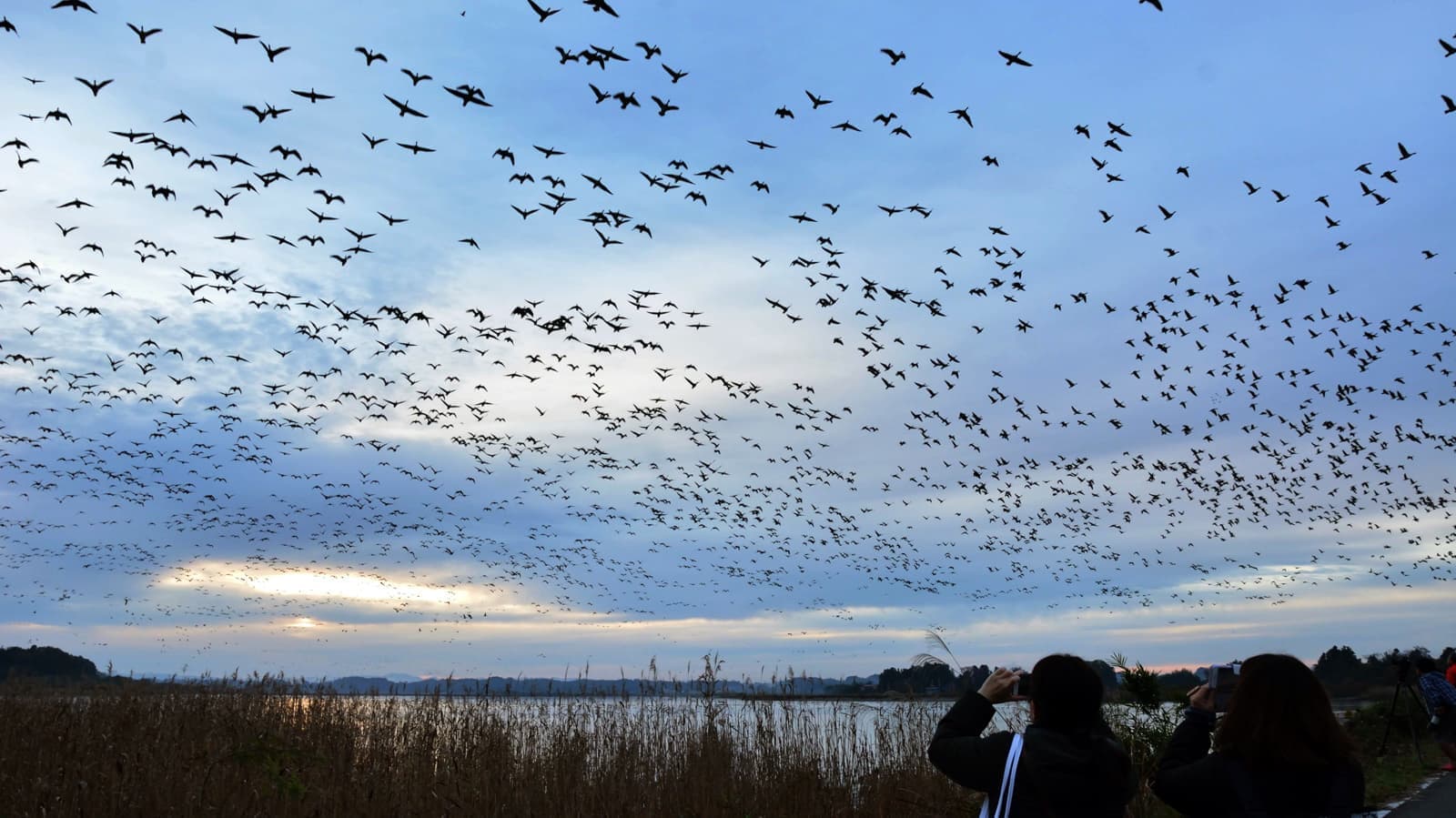 早朝のマガンの飛び立ち
