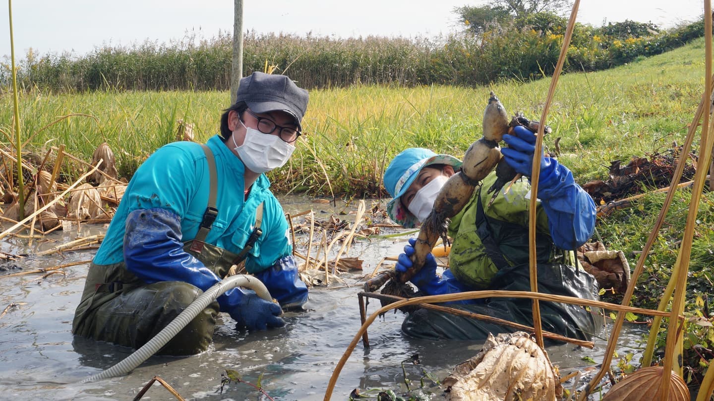 れんこん掘り体験